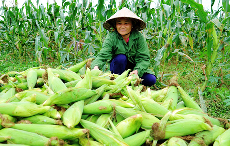 Nông dân xã Hiền Ninh (Quảng Ninh) chuyển đổi đất lúa kém hiệu quả sang trồng ngô, nhờ đó mang lại hiệu quả kinh tế cao.