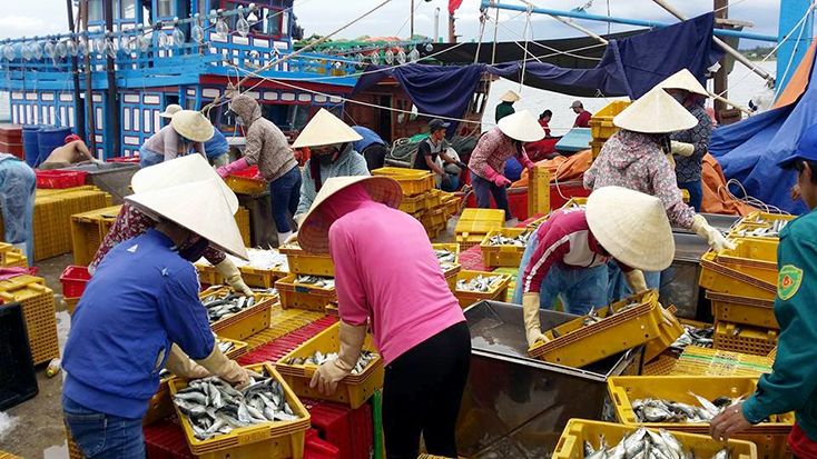 Hoạt động thu mua hải sản diễn ra tấp nập tại cảng Gianh, xã Thanh Trạch (Bố Trạch).