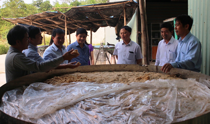 Các đại biểu tham quan và đánh giá thực tế quá trình lên men bã sắn để sản xuất thức ăn chăn nuôi của đề tài