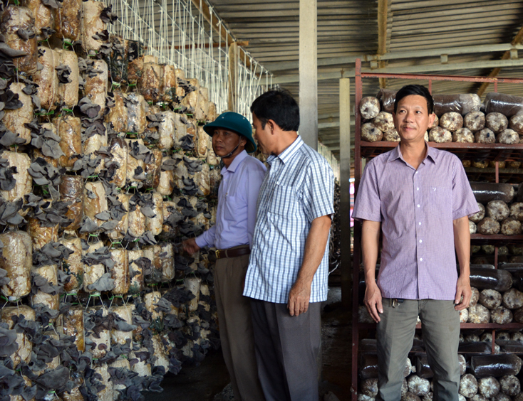 Nhiều người dân đến tham quan, học tập mô hình sản xuất nấm  tại HTX sản xuất nấm sạch Tuấn Linh
