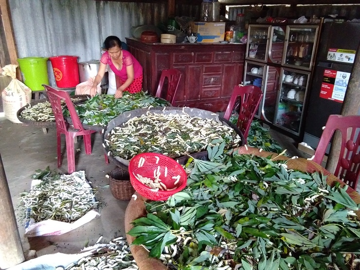 : Nghề nuôi tằm ăn lá sắn đang mang lại thu nhập khá trong lúc nông nhàn của người dân xã Xuân Hóa