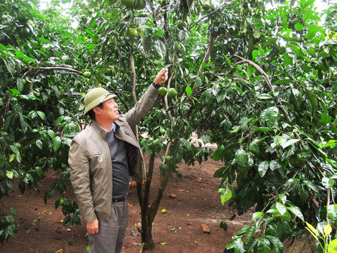 Anh Trần Văn Diến kiểm tra mô hình trồng cam hữu cơ ở Cầu Roòng, xã Hồng Hóa, huyện Minh Hóa.
