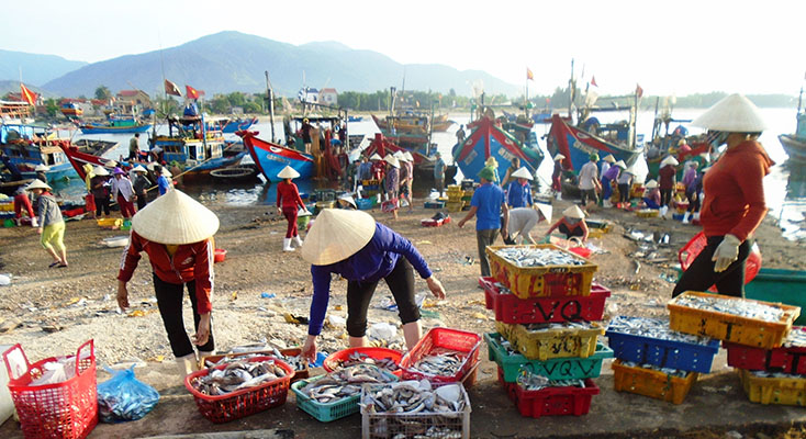 Hoạt động đánh bắt, mua bán hải sản ở xã Cảnh Dương (Quảng Trạch) cũng là một trong những nguyên nhân làm ô nhiễm môi trường sống. 
