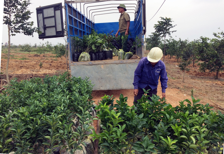 Mô hình trồng cam ở thị trấn Nông trường Việt Trung đạt hiệu quả. 