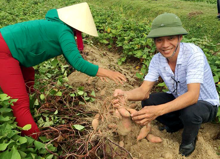 Mô hình chuyển đổi đất trồng lúa sang trồng khoai ở xã Tân Thủy mang lại thu nhập cao cho nhiều người dân.