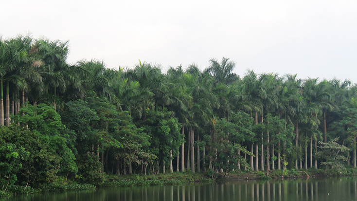 Công ty Nhật Lệ đã đầu tư thêm các hạng mục ngoài hợp đồng khi chưa có ý kiến của UBND phường Đồng Sơn, như trồng cây cau vua dày đặc theo dạng vườn ươm để kinh doanh cây cảnh.