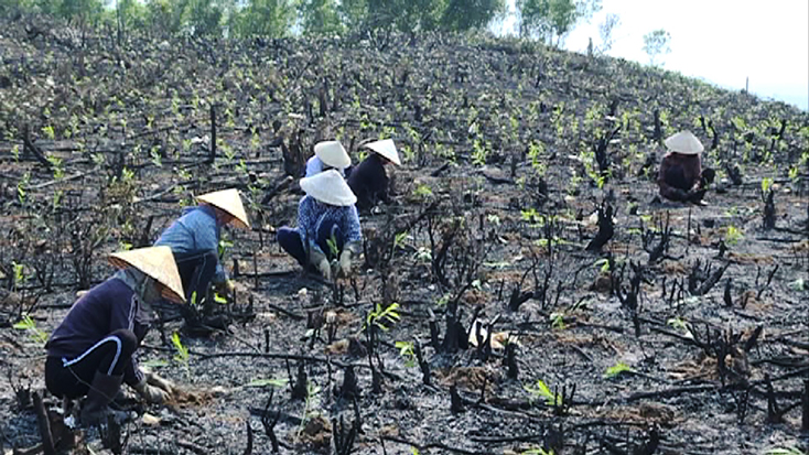 Người dân xã Quảng Hợp tập trung trồng rừng sản xuất.
