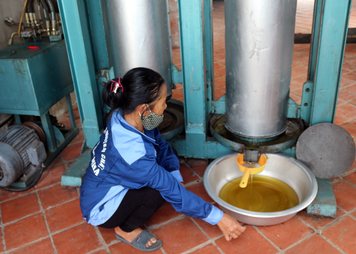 Một số địa phương ở Bố Trạch đã xây dựng chuỗi liên kết giá trị có hiệu quả trong sản xuất chế biến tinh dầu lạc 