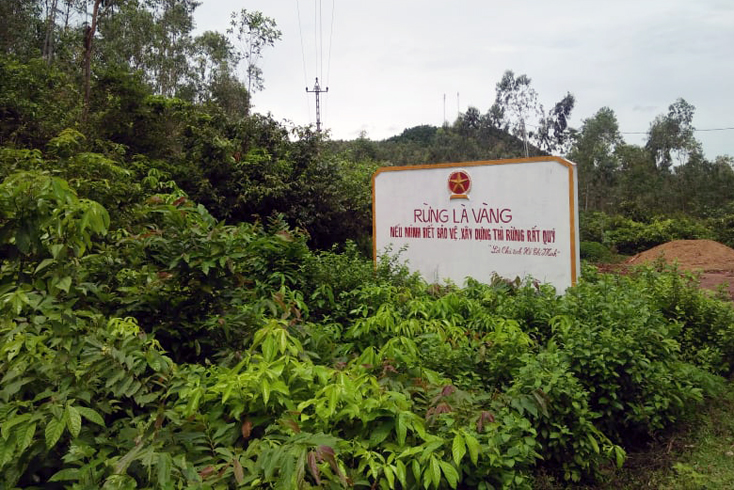 Diện tích rừng ở xã Quảng Sơn (TX.Ba Đồn) được chăm sóc, bảo vệ tốt.