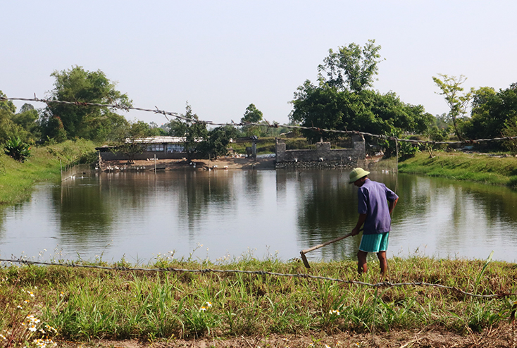 Mô hình chăn nuôi tổng hợp mang lại hiệu quả kinh tế cao ở xã Quảng Xuân, huyện Quảng Trạch.