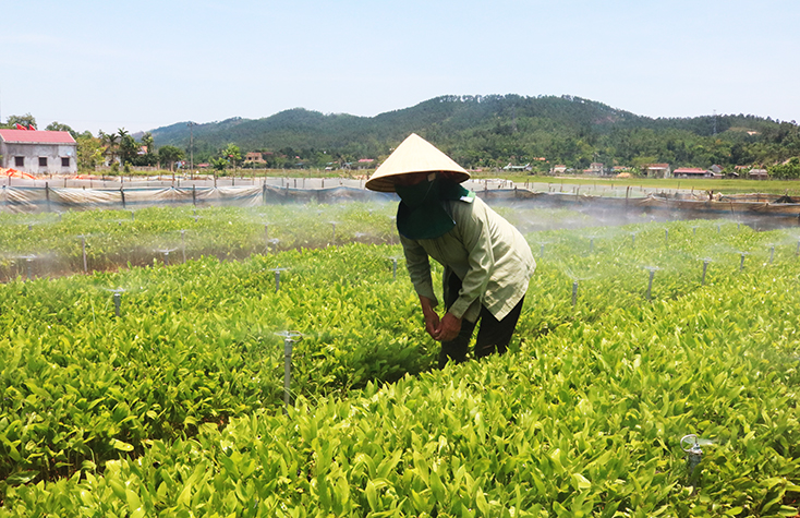 Hệ thống phun tưới tự động cho cây trồng ở xã Quảng Liên, huyện Quảng Trạch phát huy hiệu quả.