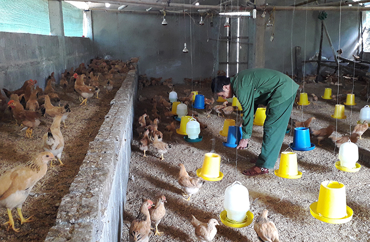 Mô hình nuôi gà thả vườn của anh Trần Xuân Hợi ở thôn Đồng Tâm, xã Nam Hóa mang lại thu nhập trên 100 triệu đồng mỗi năm.