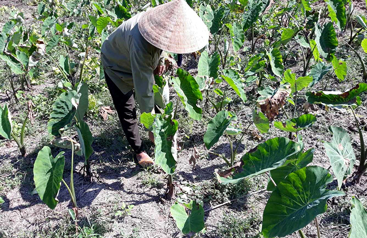 Các mô hình chuyển đổi cây trồng mang lại hiệu quả kinh tế cao cho người dân Thạch Hóa.