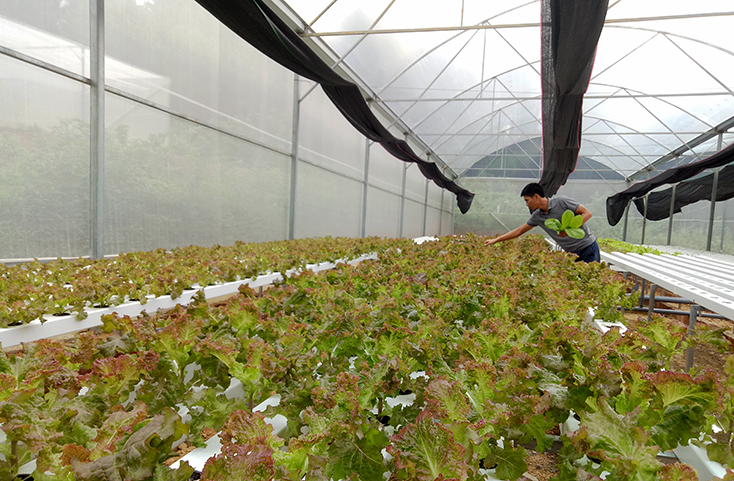Mô hình trồng rau thủy canh trong nhà kính của trang trại Dream Farm.