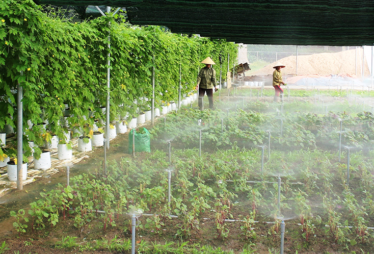 Phát triển mô hình nông nghiệp công nghệ cao đang được huyện Quảng Trạch chú trọng triển khai.