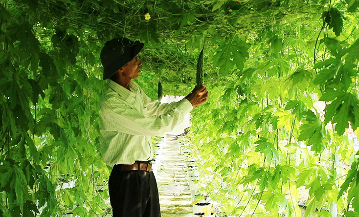 Mô hình sản xuất rau sạch trong nhà màng của hộ ông Trần Xuân Bường (Quảng Liên, Quảng Trạch).  