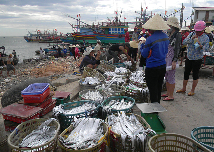 Quảng Trạch: Trên 1.240 tàu cá tham gia khai thác hải sản