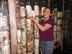 Mô hình trồng nấm của chị Phan Thị Quyên cho thu nhập hàng trăm triệu đồng mỗi năm.