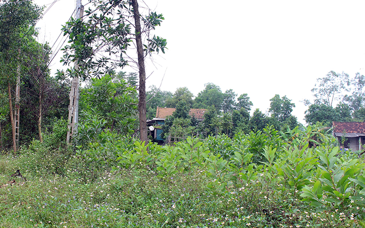Thửa đất của ông Nguyễn Hữu Vân hiện tại đã bị thu hồi GCNQSDĐ.
