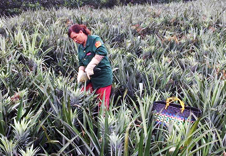 Mô hình trồng dứa đem lại thu nhập ổn định cho nhiều hội viên phụ nữ xã Sơn Hóa (Tuyên Hóa).