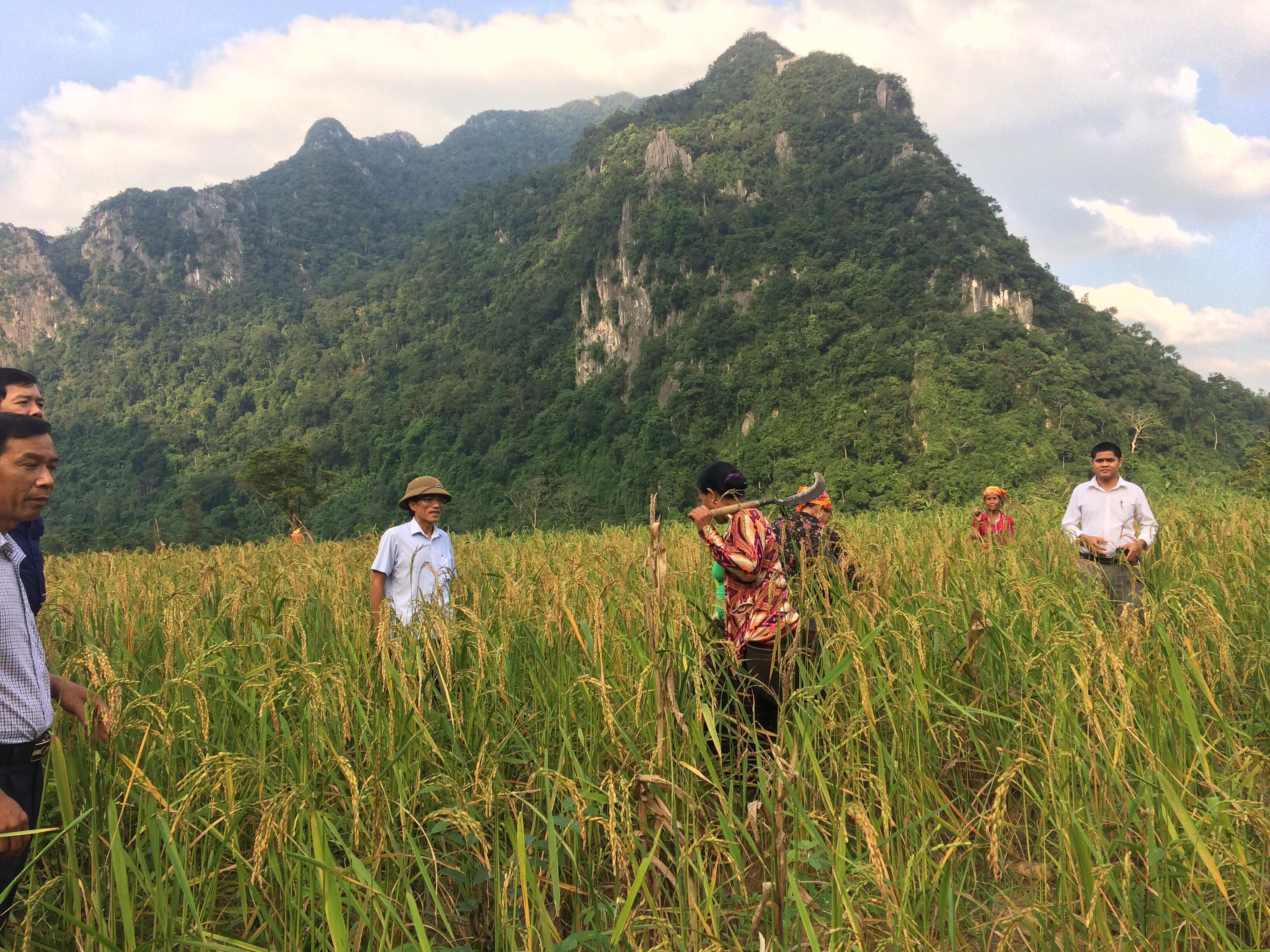 Các hộ đồng bào Vân Kiều 2 xã Trường Sơn, Trường Xuân được hỗ trợ 100% giống lúa