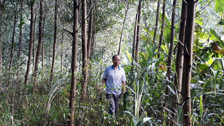 Rừng keo lai nuôi cây mô 3 năm tuổi của ông Nguyễn Văn Đệ.