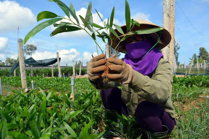 Giống keo lai nuôi cây mô của Công ty TNHH giống cây trồng nông- lâm nghiệp Nam Việt (xã Trung Trạch, huyện Bố Trạch). 