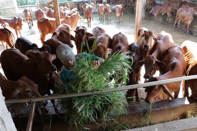Huyện Huyện Ba Tri (Bến Tre) hiện có trên 26.000 hộ gia đình chăn nuôi với tổng đàn bò khoảng 100 nghìn con. Ảnh: Huỳnh Phúc Hậu - TTXVN