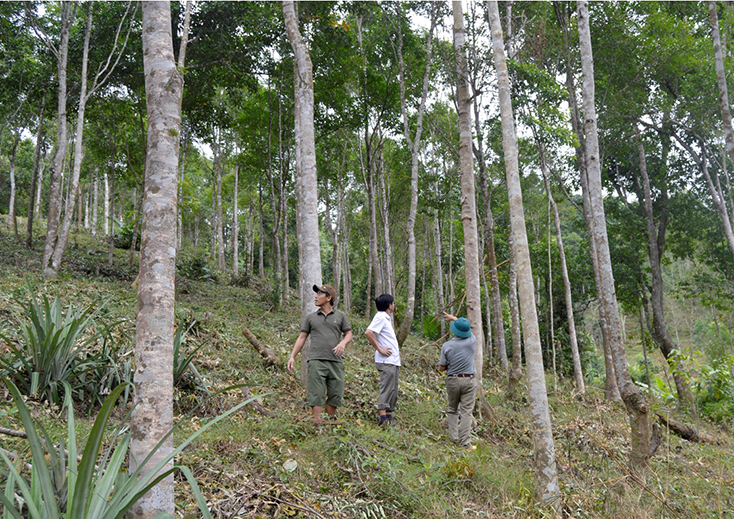 Người dân xã Hóa Sơn phát triển trồng rừng bằng các giống cây rừng bản địa để nâng cao giá trị, xóa đói giảm nghèo.