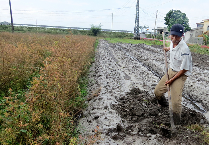 Một số nông dân huyện Lệ Thủy lo thiếu nước nên đã chuyển đổi trồng rau màu trên đất lúa.   