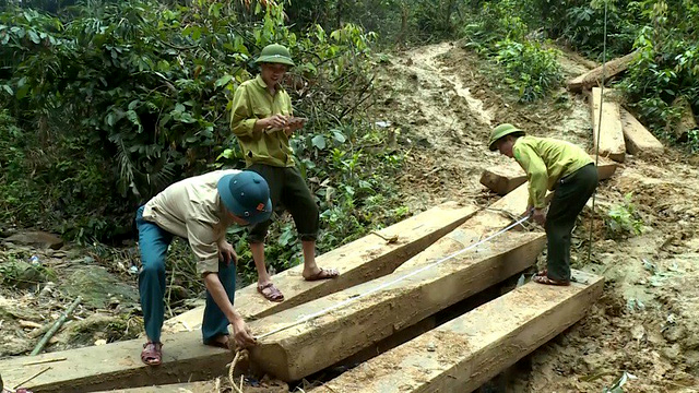 Gần 100 m3 gỗ lậu đã khai thác được lực lượng chức năng phát hiện ở rừng phòng hộ huyện Tuyên Hóa 
