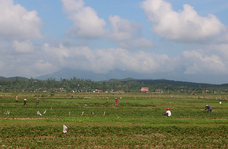 Nông dân xã Quảng Thạch mạnh dạn chuyển đổi đất trồng lúa ở khu vực cao, thiếu nước tưới sang trồng cây khoai lang.