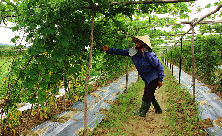 Bà con huyện Quảng Ninh chủ động chuyển đổi diện tích đất lúa thiếu nước tưới sang trồng mướp đắng.