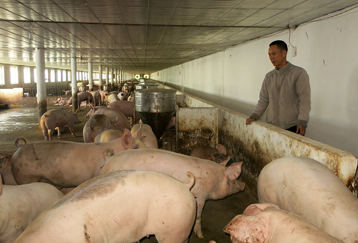 Anh Vũ đang kiểm tra đàn lợn của mình trước khi xuất chuồng.