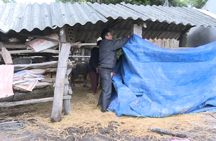 Nông dân Quảng Trạch dùng bạt che chuồng trại kín đáo, dùng rơm, rạ ủ ấm cho đàn vật nuôi và vệ sinh chuồng trại sạch sẽ.