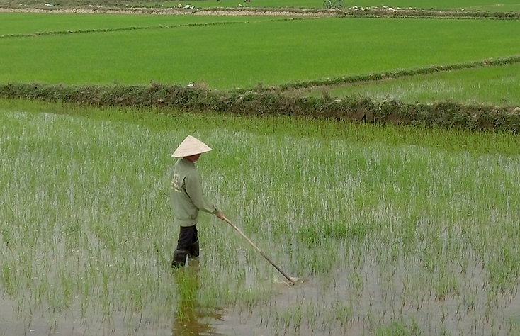 Các diện tích lúa đã gieo trồng được người dân chăm sóc và thực hiện biện pháp phòng, chống rét.   
