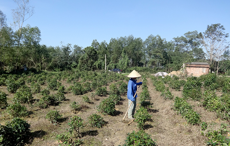 Nhiều hộ gia đình ở Trường Thủy vẫn phát triển cây chè để cung cấp cho nhu cầu sử dụng chè tươi của người dân.