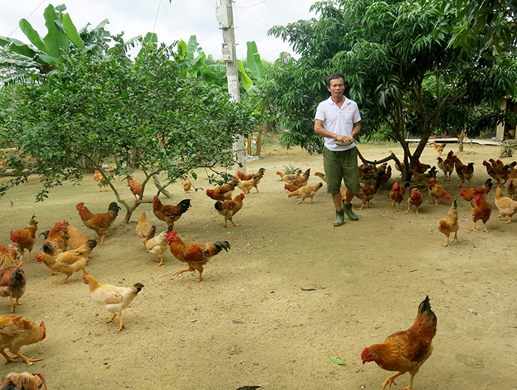 Phát triển chăn nuôi theo hướng trang trại đang là hướng đi giúp nhiều người dân Lệ Thủy làm giàu.