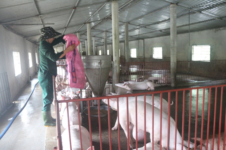 Kinh tế trang trại trên địa bàn huyện Quảng Ninh phát triển cả về quy mô, số lượng.