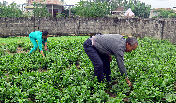 Thành công bước đầu của mô hình trồng rau an toàn tại Chi hội nông dân thôn 8, xã Hoàn Trạch mở ra nhiều cơ hội cho phát triển nông nghiệp sạch ở Bố Trạch.