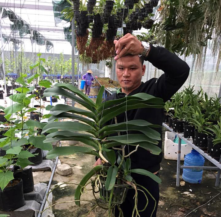 Từ đam mê hoa lan, năm 2015, anh Lê Thanh Quang quyết định khởi nghiệp với nghề trồng lan.