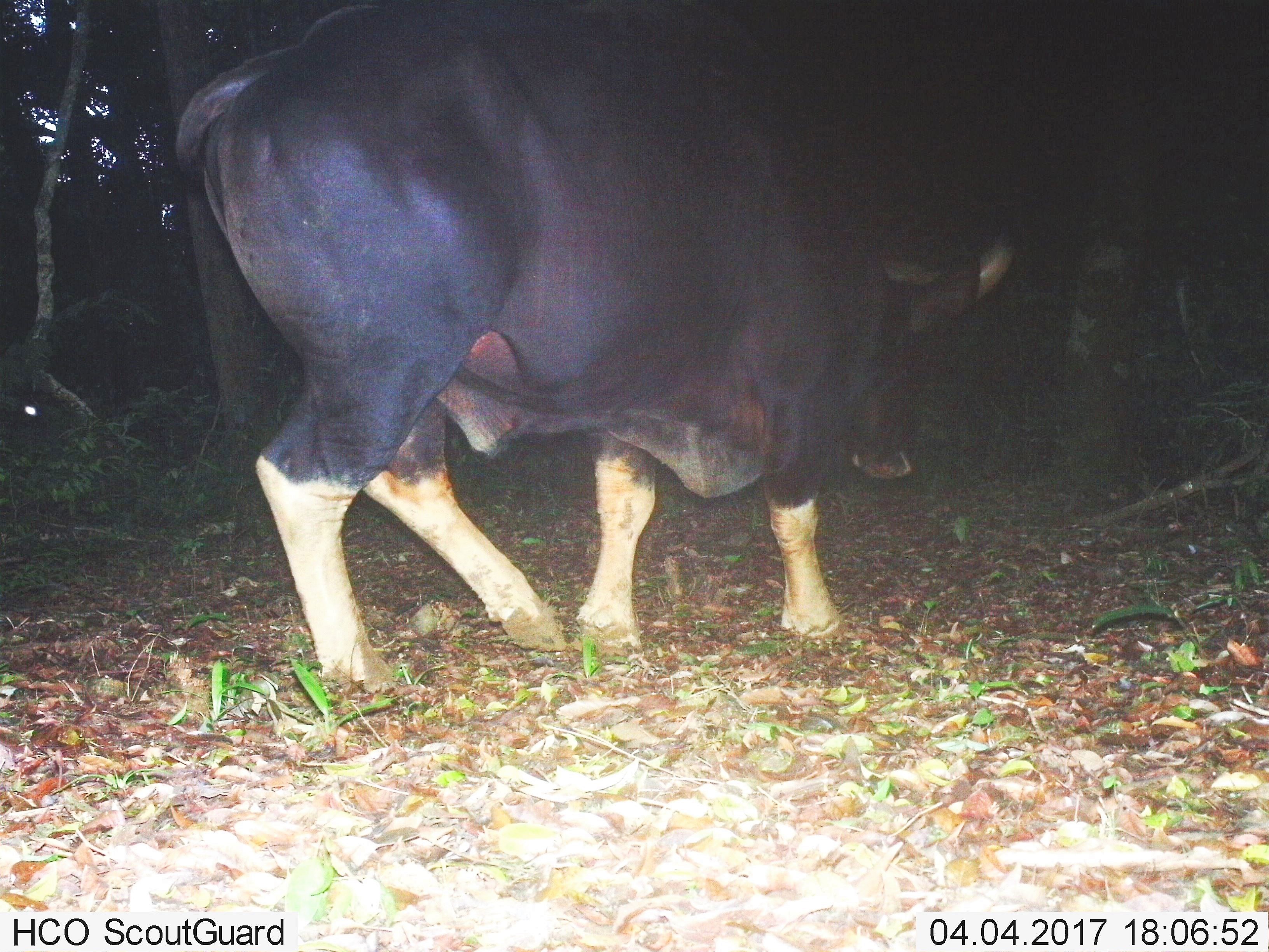 Một cá thể bò tót được bẫy ảnh của Chương trình Việt Nature chụp được ở khu vực thượng nguồn khe Bang, huyện Lệ Thủy. (ảnh do Chương trình Việt Nature cung cấp)