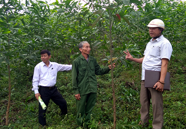 Mô hình trồng rừng gỗ lớn bằng giống keo lai nuôi cấy mô của ông Đinh Minh Việm ở xã Hồng Hóa (Minh Hóa) đang phát triển rất tốt.