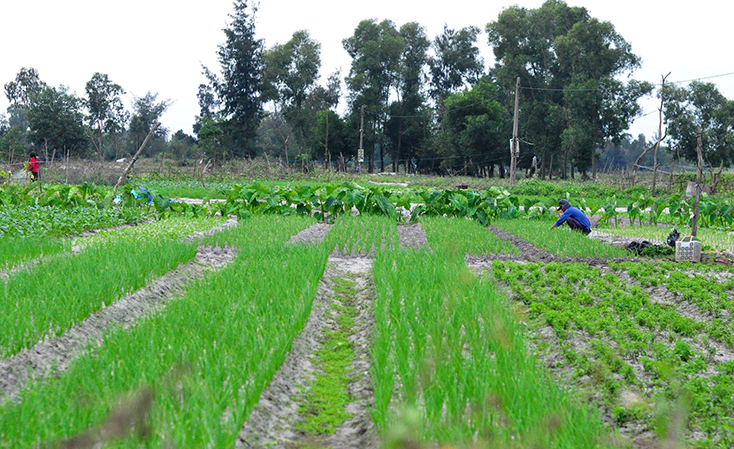Nông dân Đồng Trạch trồng rau màu trên diện tích đất lúa kém hiệu quả.