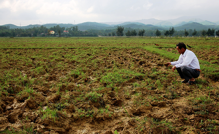 Phần lớn diện tích đất lúa của thôn Long Đại, xã Hiền Ninh (huyện Quảng Ninh) không thể sản xuất trong vụ đông-xuân 2018-2019 do thiếu nước.