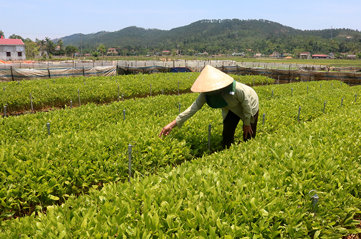 Phụ nữ xã Quảng Liên mạnh dạn khởi nghiệp, vươn lên trong cuộc sống.