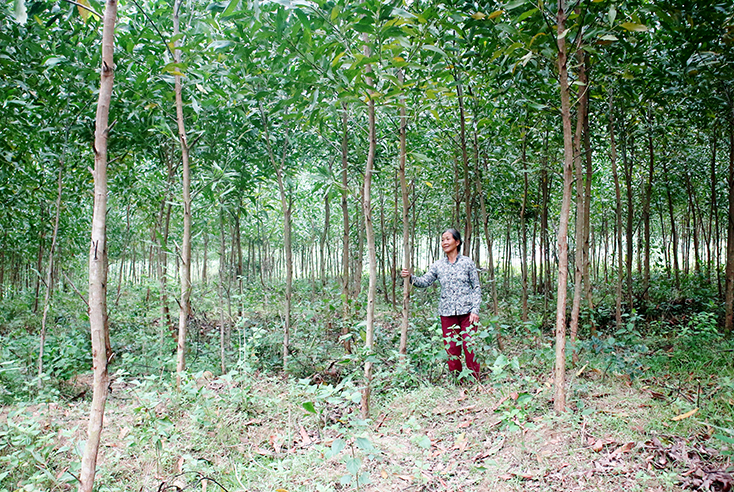 Người dân xã Quảng Thạch (huyện Quảng Trạch) phát triển trồng rừng gỗ lớn từ giống keo lai nuôi cấy mô.