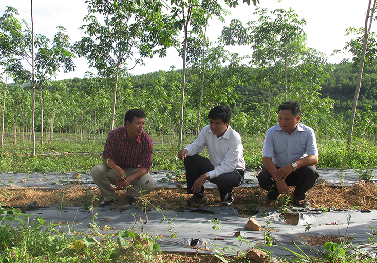 Ông Lê Công Toán, Chủ tịch Hội Nông dân tỉnh kiểm tra mô hình trồng cây cà gai leo tại huyện Bố Trach.