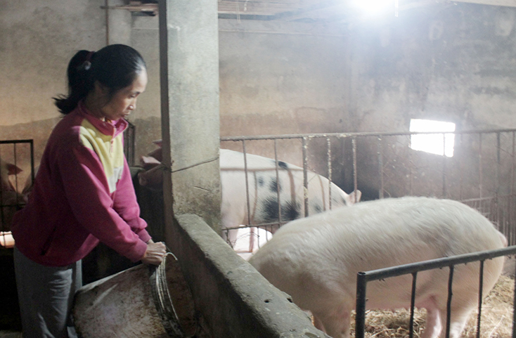 Nhờ nguồn vốn hỗ trợ từ dự án, mô hình chăn nuôi lợn của gia đình chị Trần Thị Sáu, Hiền Ninh, Quảng Ninh phát huy hiệu quả.