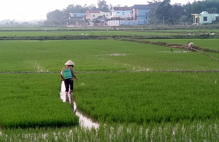 Nông dân cần thường xuyên thăm đồng, phát hiện sớm các đối tượng sâu bệnh hại để có biện pháp phòng trừ kịp thời.